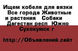 Ищем кобеля для вязки - Все города Животные и растения » Собаки   . Дагестан респ.,Южно-Сухокумск г.